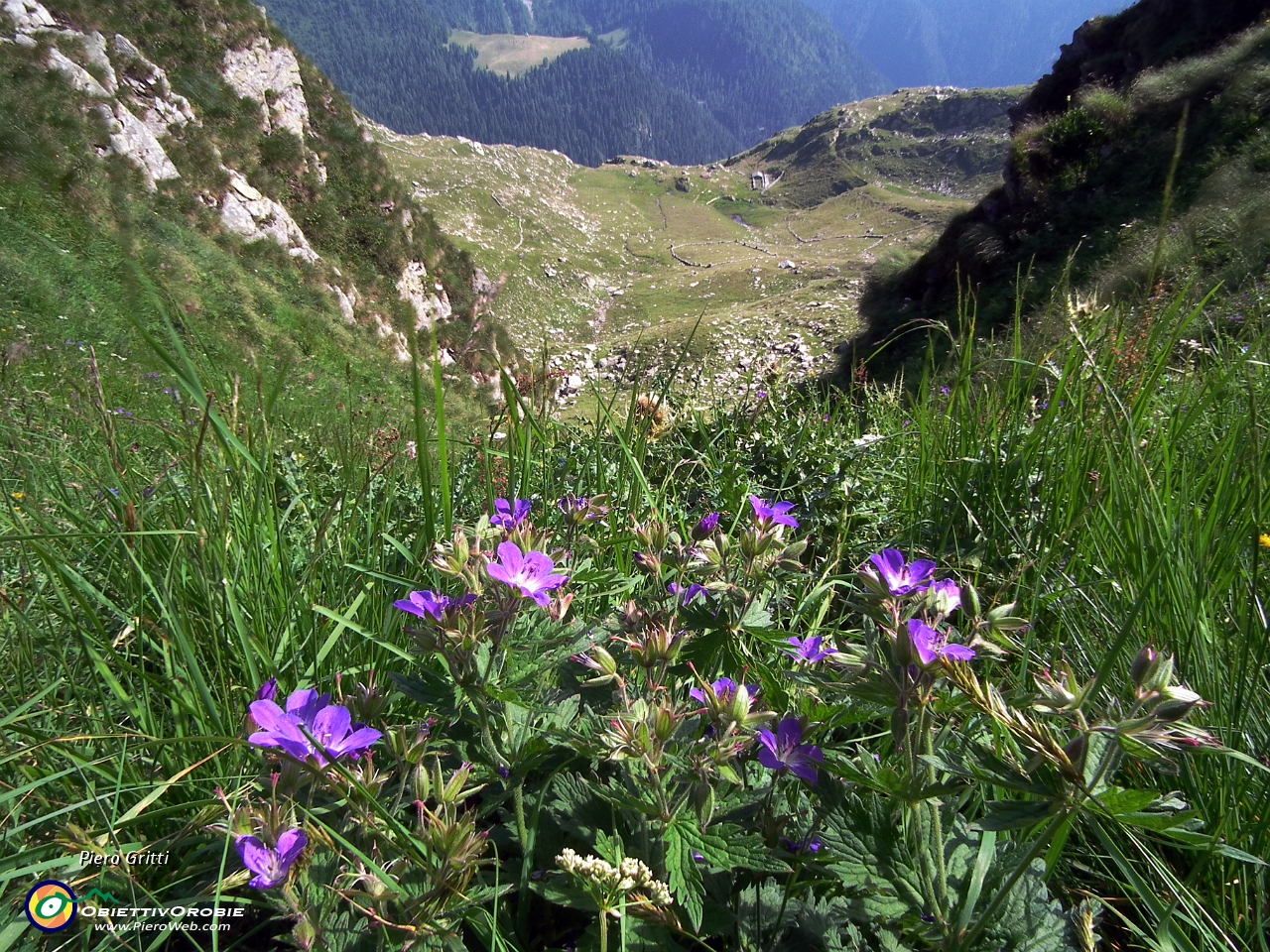 91 fiorito, con vista sul Bivacco Zamboni......JPG